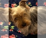 Small Photo #1 Yorkshire Terrier Puppy For Sale in LEBANON, OR, USA