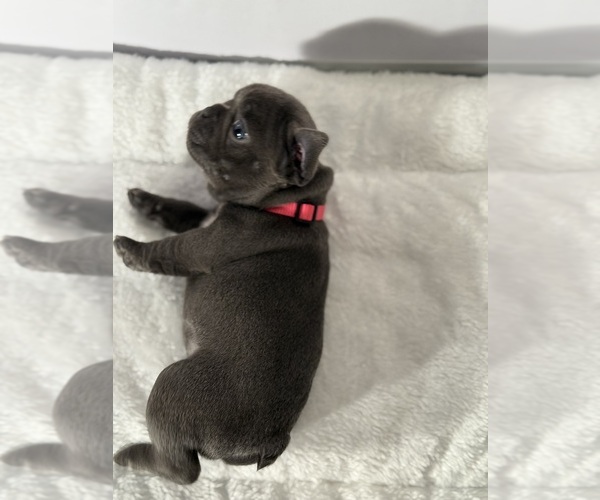 Medium Photo #6 French Bulldog Puppy For Sale in OLYMPIA, WA, USA