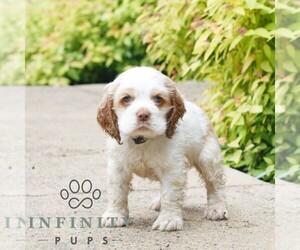 Cocker Spaniel Puppy for sale in NARVON, PA, USA