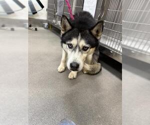 Siberian Husky Dogs for adoption in Forestville, MD, USA
