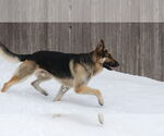 Small #26 German Shepherd Dog