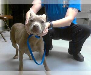 American Pit Bull Terrier-Unknown Mix Dogs for adoption in Fayetteville, NC, USA