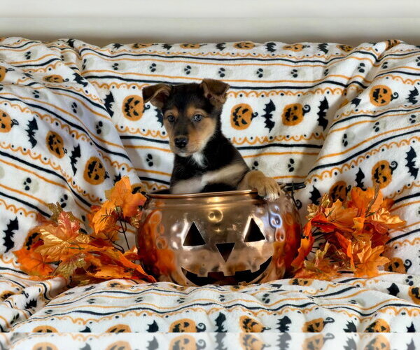 Medium Photo #1 German Shepherd Dog-Unknown Mix Puppy For Sale in San Bernardino , CA, USA