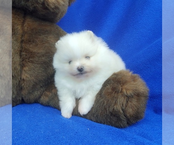 Medium Photo #3 Pomeranian Puppy For Sale in MARIONVILLE, MO, USA