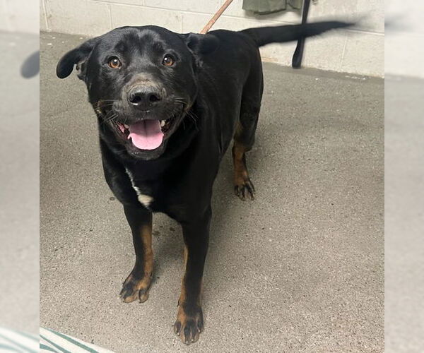Medium Photo #2 Rottweiler-Unknown Mix Puppy For Sale in Woodland, CA, USA