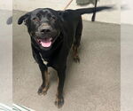 Small #1 Rottweiler Mix