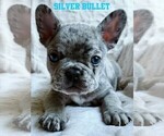 Puppy Silver Bullet French Bulldog