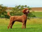 Small Photo #1 Labradoodle Puppy For Sale in LITTLESTOWN, PA, USA
