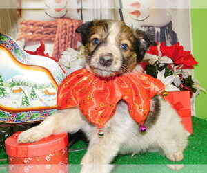 Border Collie-Dachshund Mix Puppy for sale in HAMMOND, IN, USA