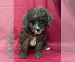 Small #1 Cavapoo-Goldendoodle Mix