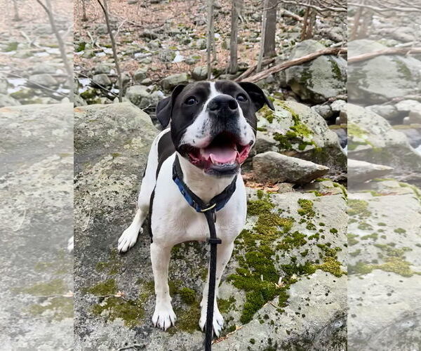 Medium Photo #8 Lab-Pointer Puppy For Sale in Rockaway, NJ, USA