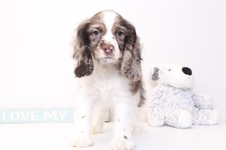 Medium Cocker Spaniel