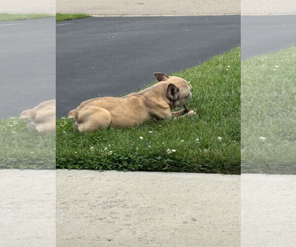 Medium Photo #6 French Bulldog-Unknown Mix Puppy For Sale in Farmington, MN, USA