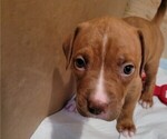 Puppy Mr Reddington American Bully-Dogo Argentino Mix