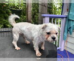 Small #2 Maltese Mix