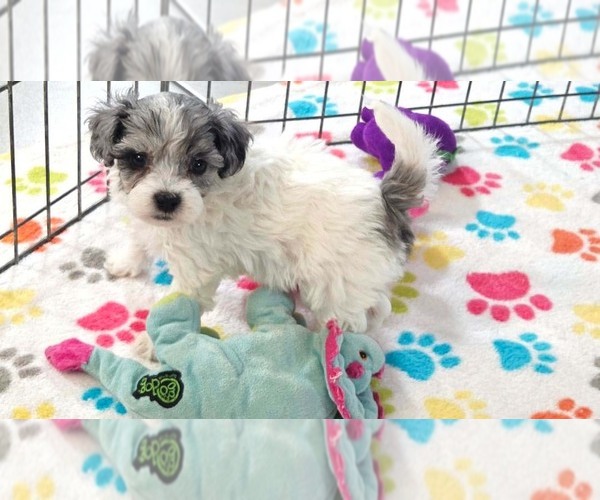 Medium Photo #2 Havapoo Puppy For Sale in ORO VALLEY, AZ, USA