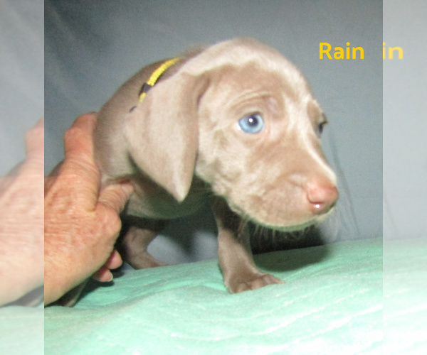 Medium Photo #18 Weimaraner Puppy For Sale in LAS ANIMAS, CO, USA
