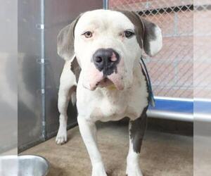 American Staffordshire Terrier-Unknown Mix Dogs for adoption in San Antonio, TX, USA