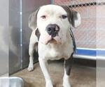 Small American Staffordshire Terrier Mix