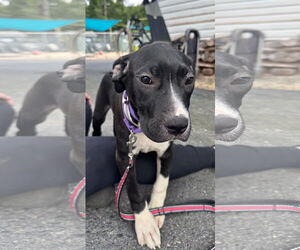 Medium Boxer Mix