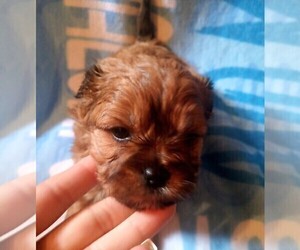 Morkie-Yorkshire Terrier Mix Puppy for sale in WOBURN, MA, USA