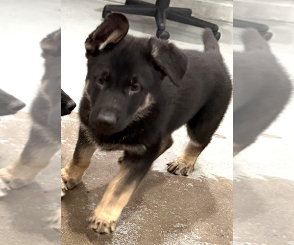 Medium Photo #3 German Shepherd Dog Puppy For Sale in BRIGHTON, CO, USA