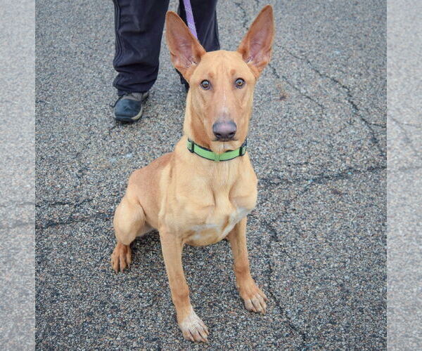 Medium Photo #3 Basenji-Ibizan Hound Mix Puppy For Sale in Huntley, IL, USA