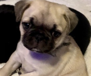 Pug Puppy for sale in SURFSIDE BCH, SC, USA