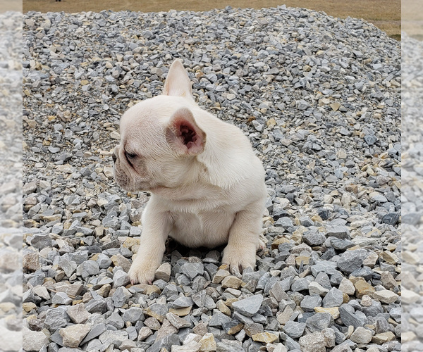 Medium Photo #5 French Bulldog Puppy For Sale in WEST PLAINS, MO, USA