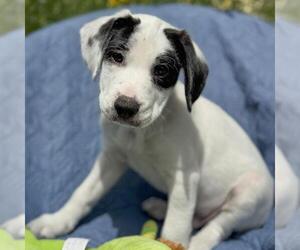 Colonial Cocker Spaniel-Unknown Mix Dogs for adoption in San Diego, CA, USA