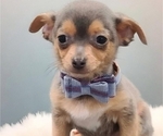 Puppy Osito Chihuahua
