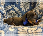 Small Photo #5 Dachshund Puppy For Sale in NEW HOLLAND, PA, USA