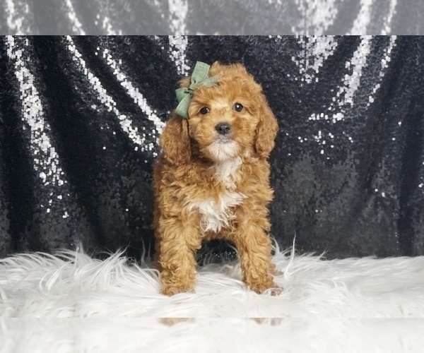Medium Photo #18 Poodle (Miniature) Puppy For Sale in WARSAW, IN, USA