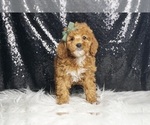Small Photo #18 Poodle (Miniature) Puppy For Sale in WARSAW, IN, USA