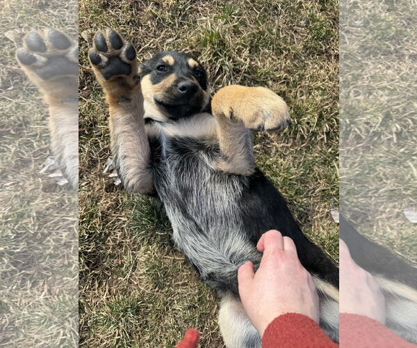 Medium Photo #4 Shepweiller Puppy For Sale in Sandy, UT, USA