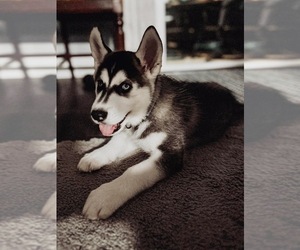 Siberian Husky Puppy for sale in GREEN COVE SPRINGS, FL, USA