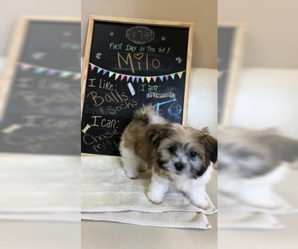 Medium Photo #7 Zuchon Puppy For Sale in CHARLOTTE, NC, USA