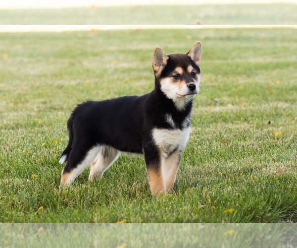 Medium Photo #10 Shiba Inu Puppy For Sale in MILLERSBURG, IN, USA
