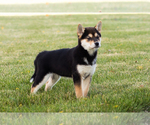 Small #9 Shiba Inu