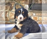 Small #2 Bernese Mountain Dog