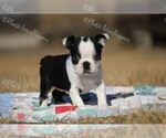 Small Photo #6 Boston Terrier Puppy For Sale in LAMAR, MO, USA