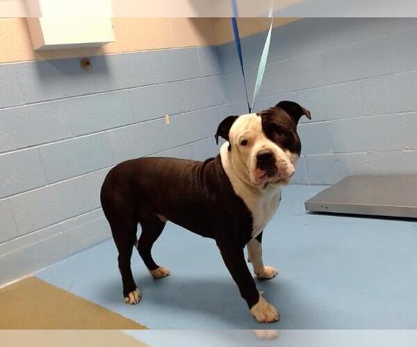 Medium Photo #1 American Pit Bull Terrier Puppy For Sale in Moreno Valley, CA, USA