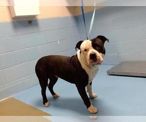 American Pit Bull Terrier Dogs for adoption in Moreno Valley, CA, USA