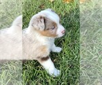 Small #4 Miniature Australian Shepherd