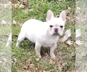 Mother of the French Bulldog puppies born on 11/21/2021