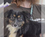 Small #3 Australian Shepherd Mix