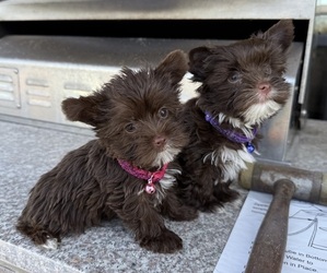 Yorkshire Terrier Puppy for Sale in SCHERTZ, Texas USA