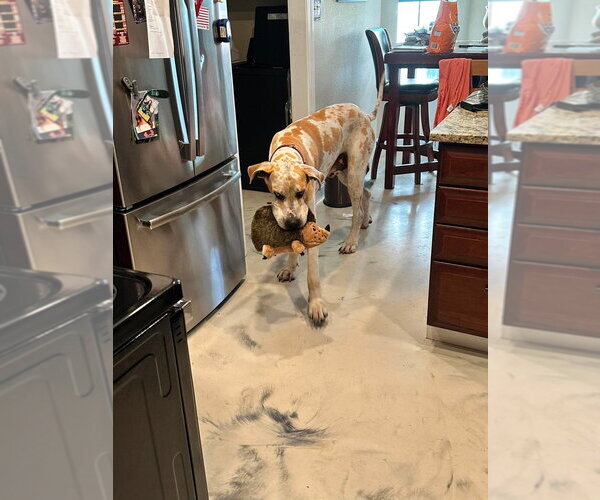 Medium Photo #4 Great Dane Puppy For Sale in Bullard, TX, USA