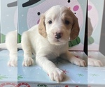 Puppy 1 English Setter-Goldendoodle Mix