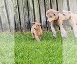 Small Photo #9 Poodle (Standard) Puppy For Sale in HOMESTEAD, FL, USA